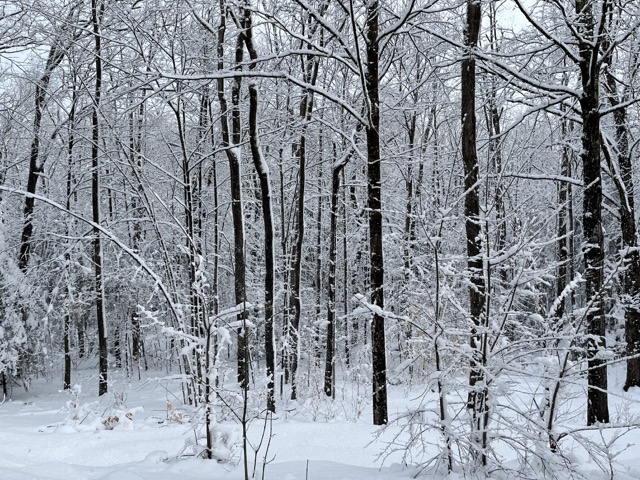 Winter forest scene with tall, bare trees blanketed in fresh snow, capturing the serene beauty of nature in a cold, snowy landscape.